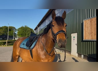 Holsteiner, Wallach, 8 Jahre, 165 cm, Brauner