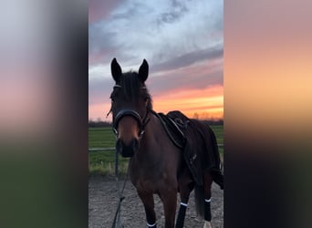 Holsteiner, Wallach, 8 Jahre, 165 cm, Brauner