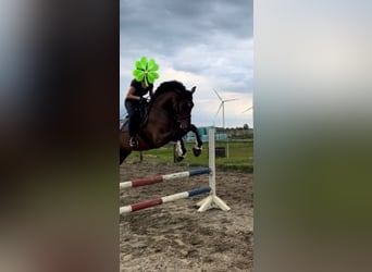 Holsteiner, Wallach, 8 Jahre, 165 cm, Brauner