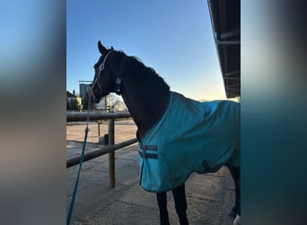 Holsteiner, Wallach, 8 Jahre, 165 cm, Brauner