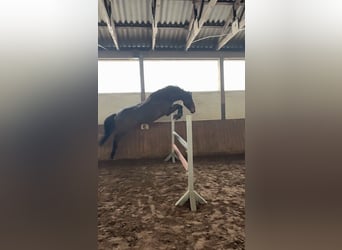 Holsteiner, Wallach, 8 Jahre, 165 cm, Brauner