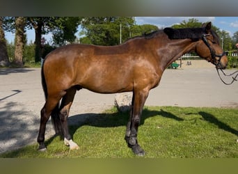 Holsteiner, Wallach, 8 Jahre, 165 cm, Brauner