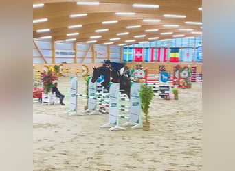 Holsteiner, Wallach, 8 Jahre, 165 cm, Brauner