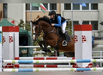 Holsteiner, Wallach, 8 Jahre, 165 cm, Brauner