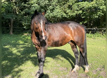 Holsteiner, Wallach, 8 Jahre, 165 cm, Dunkelbrauner