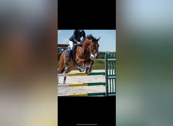 Holsteiner, Wallach, 8 Jahre, 165 cm, Rotbrauner