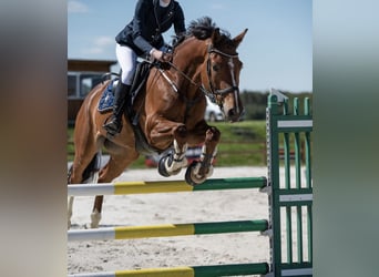 Holsteiner, Wallach, 8 Jahre, 165 cm, Rotbrauner