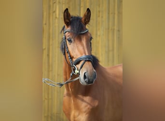 Holsteiner, Wallach, 8 Jahre, 165 cm