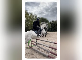 Holsteiner, Wallach, 8 Jahre, 166 cm, Fliegenschimmel