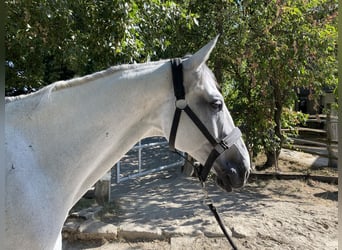 Holsteiner, Wallach, 8 Jahre, 166 cm, Schimmel