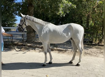 Holsteiner, Wallach, 8 Jahre, 166 cm, Schimmel
