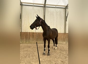 Holsteiner Mix, Wallach, 8 Jahre, 167 cm, Dunkelbrauner