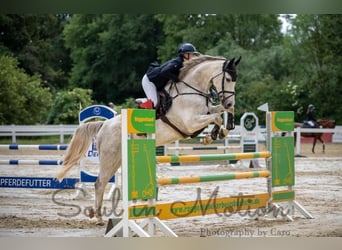 Holsteiner, Wallach, 8 Jahre, 167 cm, Schimmel