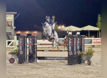 Holsteiner, Wallach, 8 Jahre, 167 cm