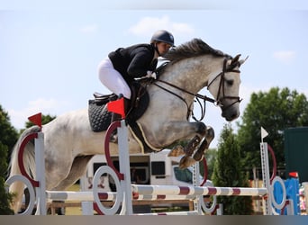 Holsteiner, Wallach, 8 Jahre, 168 cm, Apfelschimmel