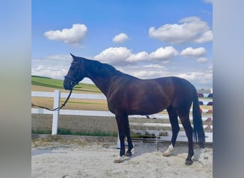 Holsteiner, Wallach, 8 Jahre, 168 cm, Dunkelbrauner