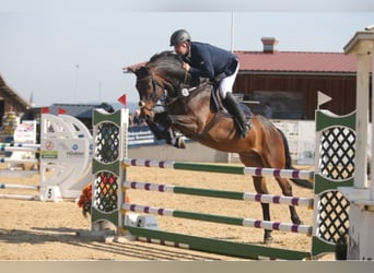 Holsteiner, Wallach, 8 Jahre, 168 cm, Dunkelbrauner