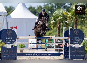 Holsteiner, Wallach, 8 Jahre, 168 cm, Rappe