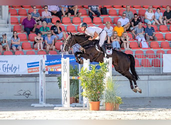 Holsteiner, Wallach, 8 Jahre, 168 cm, Rappe