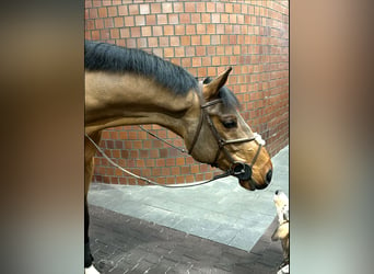 Holsteiner, Wallach, 8 Jahre, 169 cm, Brauner