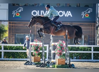 Holsteiner, Wallach, 8 Jahre, 169 cm, Schwarzbrauner