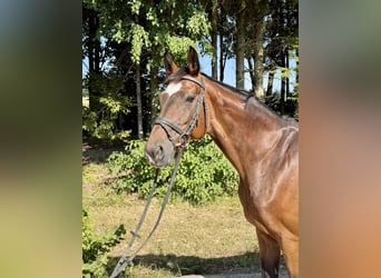 Holsteiner, Wallach, 8 Jahre, 170 cm, Brauner
