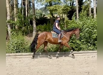 Holsteiner, Wallach, 8 Jahre, 170 cm, Brauner