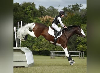 Holsteiner, Wallach, 8 Jahre, 170 cm