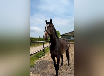 Holsteiner, Wallach, 8 Jahre, 170 cm