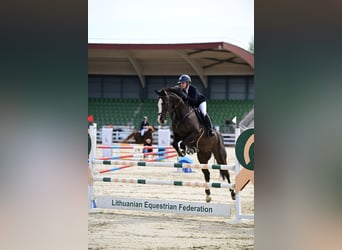 Holsteiner, Wallach, 8 Jahre, 170 cm, Schwarzbrauner