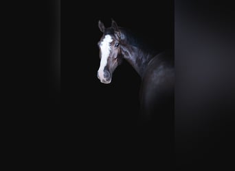 Holsteiner, Wallach, 8 Jahre, 170 cm, Schwarzbrauner