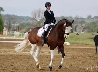 Holsteiner, Wallach, 8 Jahre, 170 cm