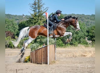 Holsteiner, Wallach, 8 Jahre, 170 cm, Tobiano-alle-Farben