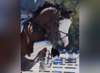 Holsteiner, Wallach, 8 Jahre, 170 cm, Tobiano-alle-Farben