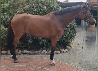 Holsteiner, Wallach, 8 Jahre, 171 cm, Brauner