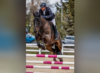 Holsteiner, Wallach, 8 Jahre, 171 cm