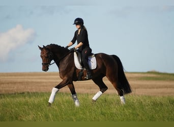 Holsteiner, Wallach, 8 Jahre, 172 cm, Brauner