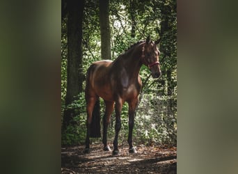 Holsteiner, Wallach, 8 Jahre, 172 cm, Brauner