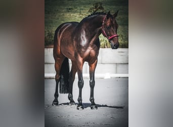 Holsteiner, Wallach, 8 Jahre, 172 cm, Brauner