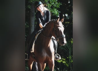 Holsteiner, Wallach, 8 Jahre, 172 cm, Brauner