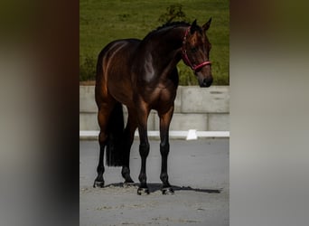 Holsteiner, Wallach, 8 Jahre, 172 cm, Brauner