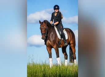 Holsteiner, Wallach, 8 Jahre, 172 cm, Brauner