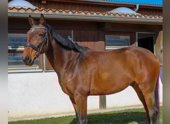 Holsteiner, Wallach, 8 Jahre, 172 cm, Brauner