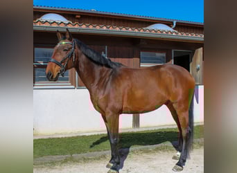 Holsteiner, Wallach, 8 Jahre, 172 cm, Brauner