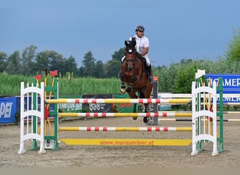 Holsteiner, Wallach, 8 Jahre, 172 cm, Brauner