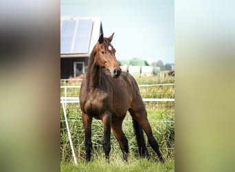 Holsteiner, Wallach, 8 Jahre, 172 cm, Dunkelbrauner