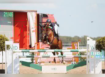 Holsteiner, Wallach, 8 Jahre, 173 cm, Dunkelfuchs