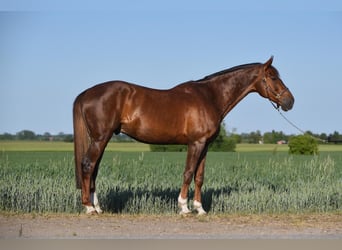 Holsteiner, Wallach, 8 Jahre, 173 cm, Dunkelfuchs