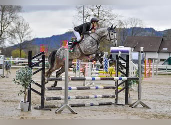 Holsteiner, Wallach, 8 Jahre, 173 cm, Schimmel