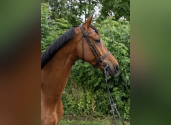 Holsteiner, Wallach, 8 Jahre, 174 cm, Brauner